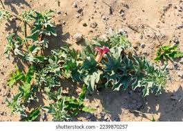 Image result for Harpagophytum zeyheri