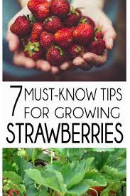 Coming Soon Growing Strawberries In Containers Growing Strawberries Strawberry Plants