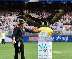 The west coast eagles trained in front of their adoring fans on monday. Auzzie Western Australian Birds Of Prey Centre