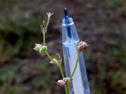 Image result for Kohautia