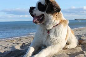 Growth Saint Bernard Puppy Weight Chart Saint Bernard