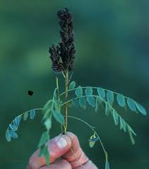 Image result for Indigofera lupatana