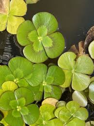 Image result for Marsileaceae