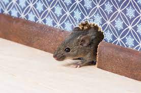 Is Spray Foam Insulation Rodent Proof Protect Your Home