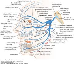 Cranial Nerves And Pathways Clinical Neuroanatomy 28e