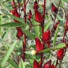 Image result for Hibiscus barbosae