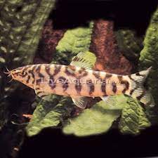 Lohachata Botia Loach Tropical Fish For Freshwater Aquariums Tropical Fish Fish Cool Fish