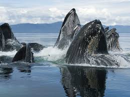 More images for gojira wallpaper pc » Whale Desktop Wallpapers Group 93