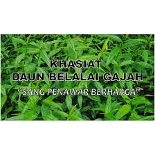 Sebenarnya dia ada menanam 3 rumpun pokok belalai gajah depan rumahnya. Awet Muda Dengan Pokok Belalai Gajah Tanaman Herba Ulam Dan Boleh Dimasak Shopee Malaysia