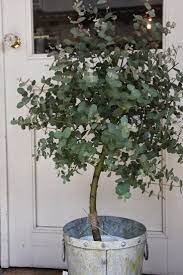 How To Grow Eucalyptus Gardening Things Plants Indoor Plants House Plants