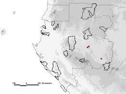 Image result for Rinorea laurentii