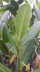 Image result for Brexia