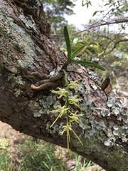 Image result for Tridactyle stevartiana