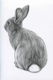 Bunny Art Original Charcoal 8 X10 Rabbit Drawing Bunny Sketch Easter Art Nursery Art Rabbit Art Bunny Drawing Rabbit Sketch Bunny Sketches Bunny Art Rabbit Drawing