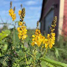 Image result for Senna didymobotrya