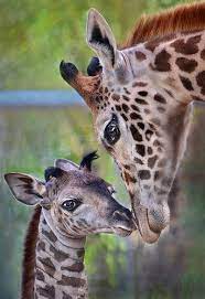 Tall Tales Giraffe Pictures Animals Cute Baby Animals