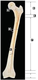 Long bones have a thick outside layer of compact bone and an inner medullary cavity containing bone marrow. Reviewing Facts Terms Labeling