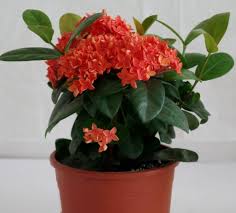 каталог комнатных комнатные цветы фото и названия и уход за ними Iksora Ixora Komnatnye Rasteniya Rasteniya Komnatnoe Sadovodstvo