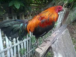 Check spelling or type a new query. Ternak Dan Jual Ayam Phlipin Super Peru Cros Amerika Beitrage Facebook