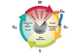 We did not find results for: Cell Cycle Analysis Assays Tools To Help Simplify Cell Division Mitosis And Cell Cycle Research Thermo Fisher Scientific Fr