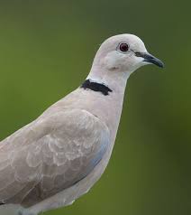 Birds Native To Maryland Bill Hubick Photography Eurasian Collared Dove Streptopelia Decaocto In 2020 Doves Animals Pet Birds