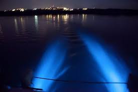 Bioluminescent Bay Puerto Rico Fajardo Ceiba Slideshow Photo 4 Of 14 Click To See Full Size Bioluminescent Bay Bioluminescent Bay Puerto Rico Puerto Rico