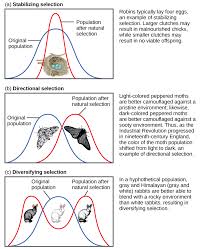 Quantitative representation of natural selection. Evolution By Natural Selection Biological Principles