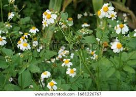 Someone in #malawi who was down for 5 days with drug resistant #malaria just cured himself within 24hrs with #bidens_pilosa #chisoso. Shutterstock Puzzlepix