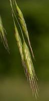 Image result for Bromus