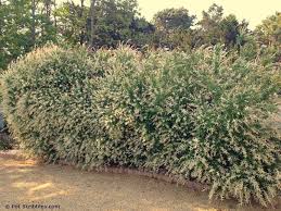 Dappled Willow An Update Three Years Later Pet Scribbles Dappled Willow Dappled Willow Tree Willow Bush