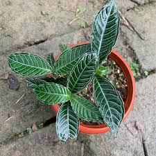 Image result for Psychotria auxopoda