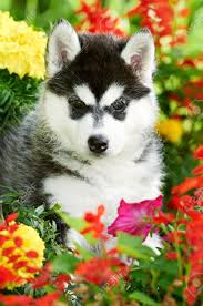 These are the search results for flowers. One Siberian Husky Puppy In Flowers Stock Photo Picture And Royalty Free Image Image 10521422