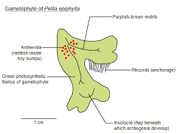 (b) gametophyte and sporophyte of funaria. Liverworts