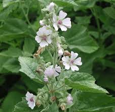 In my marshmallow root marshmallow experiment i want to substitute the gelatin that is normally used for making marshmallows for marshmallow root powder. Original Marshmallow Made From Plant Roots The Star
