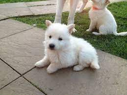 Long Coat White German Shepherd Puppy For Sale Asiapets In
