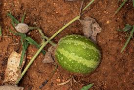 Image result for Cucumis hirsutus