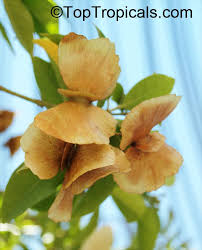 Check spelling or type a new query. Mascagnia Macroptera Butterfly Pea Vine Yellow Orchid Vine Gallinita Toptropicals Com