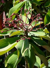 Image result for Synadenium cameronii