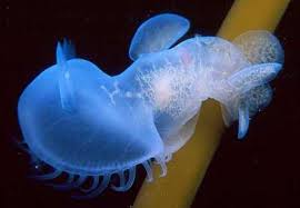 Image result for Melinis subglabra