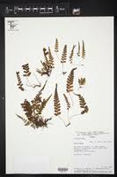 Image result for Triplophyllum