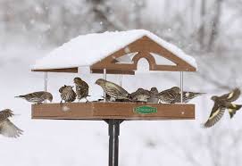 Bird Feeder For Large Birds Duncraft Com Post Platform Feeder With Roof Wood Bird Feeder Large Bird Feeders Wooden Bird Feeders