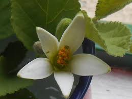 Image result for Grewia avellana