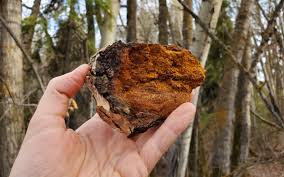 Jan 17, 2016 · traditional, general use chaga tea is easy to make. A Complete Guide To Chaga Mushroom Freshcap Mushrooms