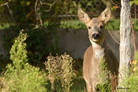 Doch die haben gar nicht die chance zu blühen, da rehe immer die knospen abknabbern. Rehe Aus Dem Garten Vertreiben