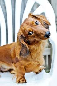 Now What Makes You Think I M Getting Off Of This Chair Dachshund Long Haired Dachshund Dachshund Dog Dachshund Puppies