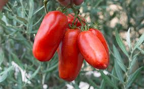 Early morning around the base of the plant is the most beneficial method. Certified San Marzano Tomatoes