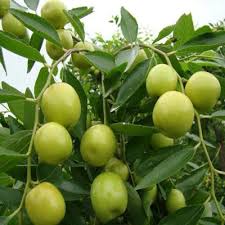 Buah bidara dianggap efektif menyembuhkan penyakit karena kandungan nutrisi dan vitamin alami di dalamnya. Khasiat Buah Bidara Untuk Kesihatan Informasi Santai