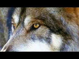 Here I Love You By Pablo Neruda Read By Graywolf Pablo Neruda Love You Love Poems