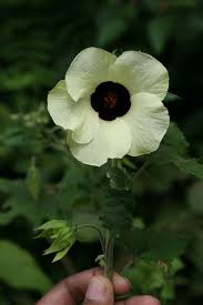 Image result for Hibiscus vitifolius