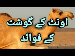 No significant differences in protein of camel meat were observed due to irradiation. Camel Meat Benefits Ø§ÙˆÙ†Ù¹ Ú©Û' Ú¯ÙˆØ´Øª Ú©Û' ÙÙˆØ§Ø¦Ø¯ Youtube